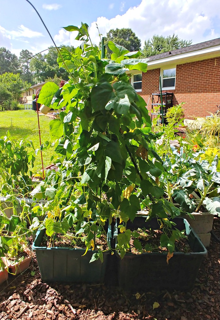 Pole beans growing up a bean tepee