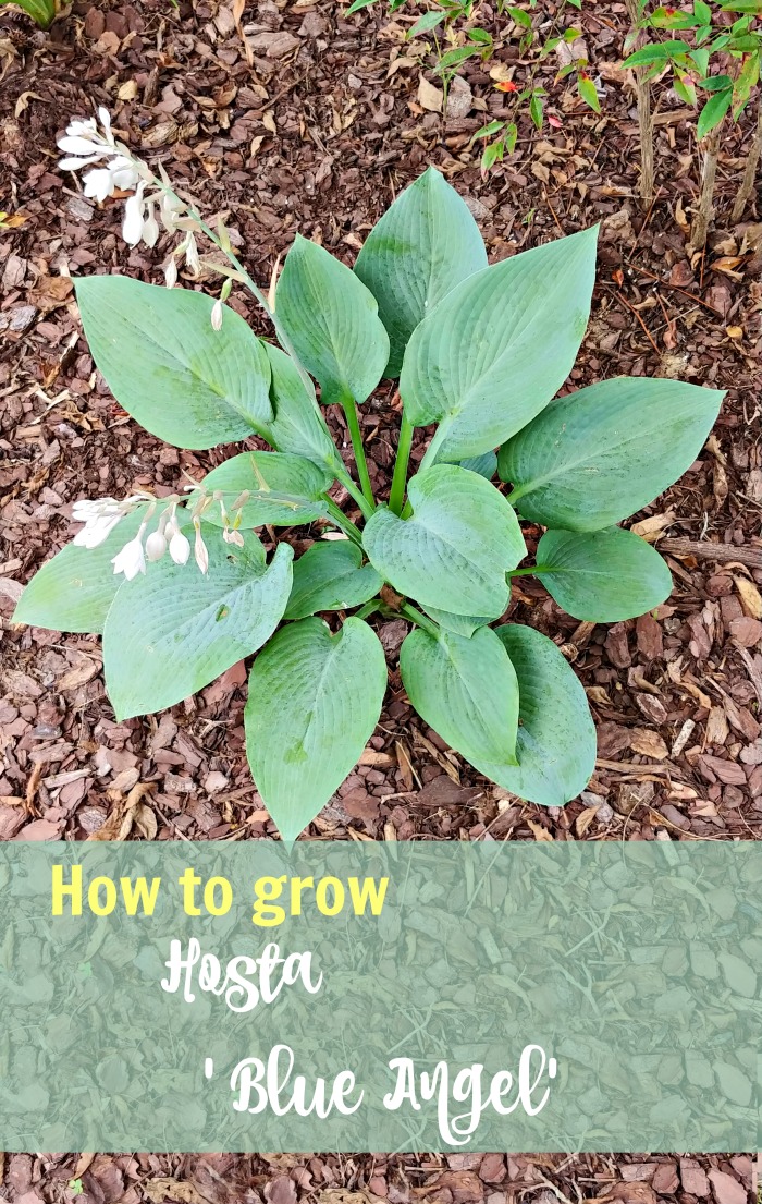 Growing hosta blue angel