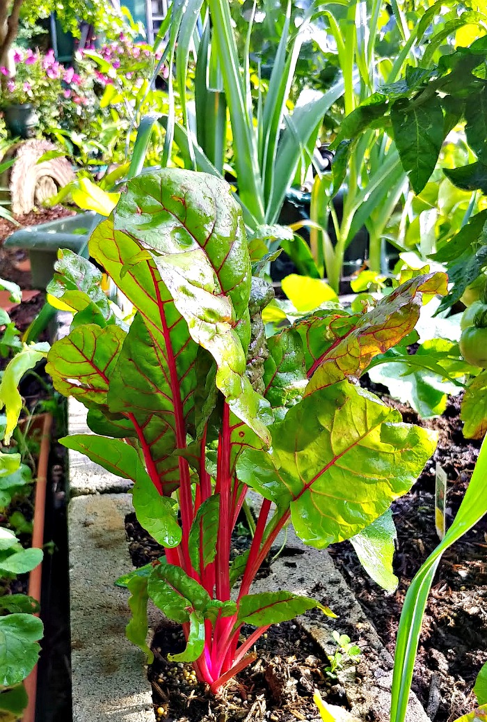 Growing Swiss chard plants