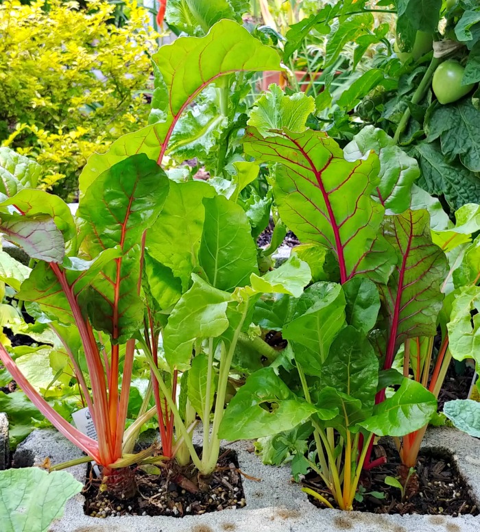 Growing Swiss chard is easy in a raised bed