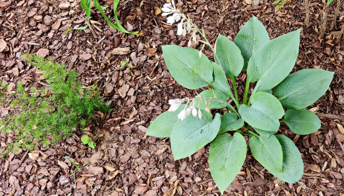 Blue angel hosta in flower and apsaragus fern