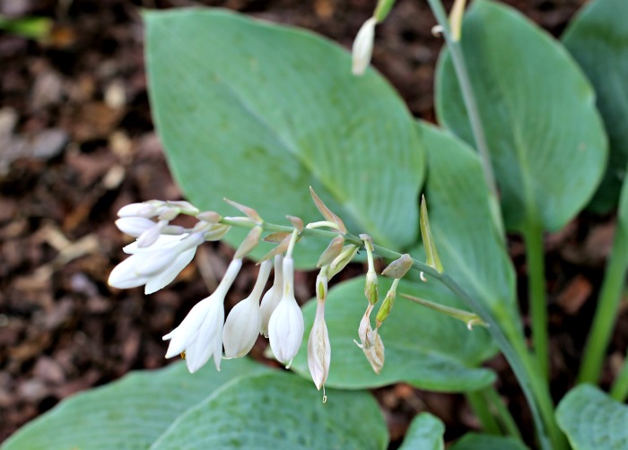 flowers of hosta blue angel