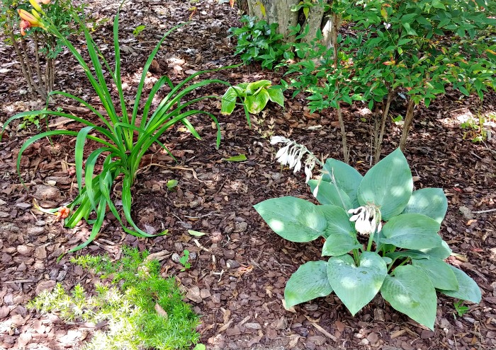 Hosta blue angel makes a great focal plant