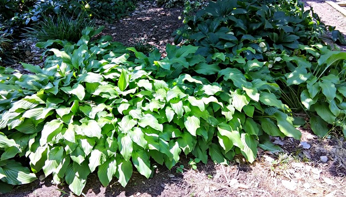 Hosta plants in dappled sun and part shade