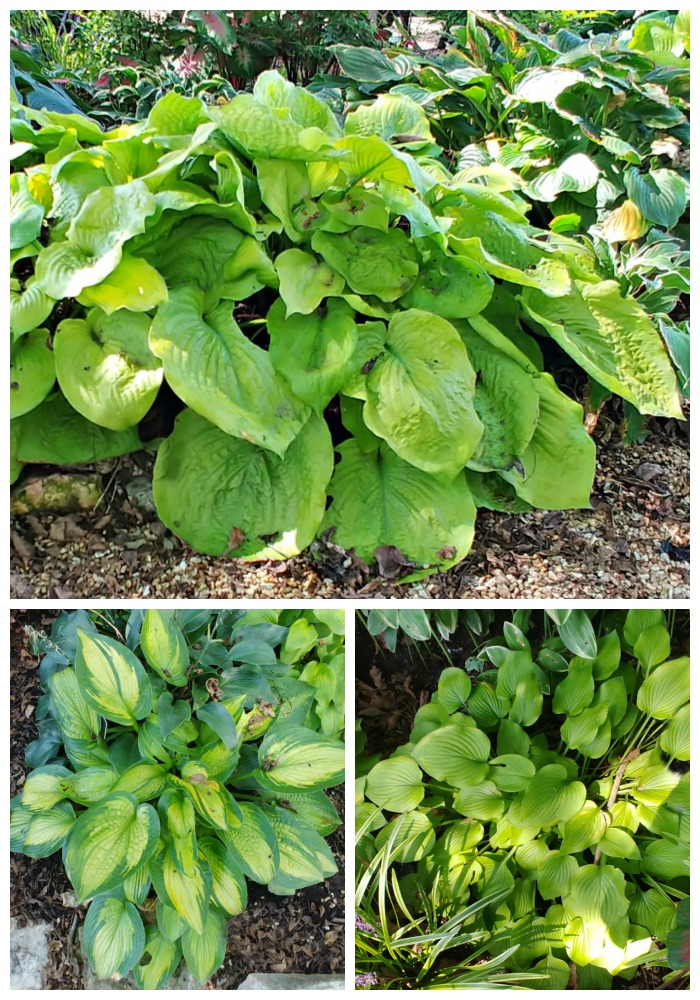Hosta Gardens with many varieties