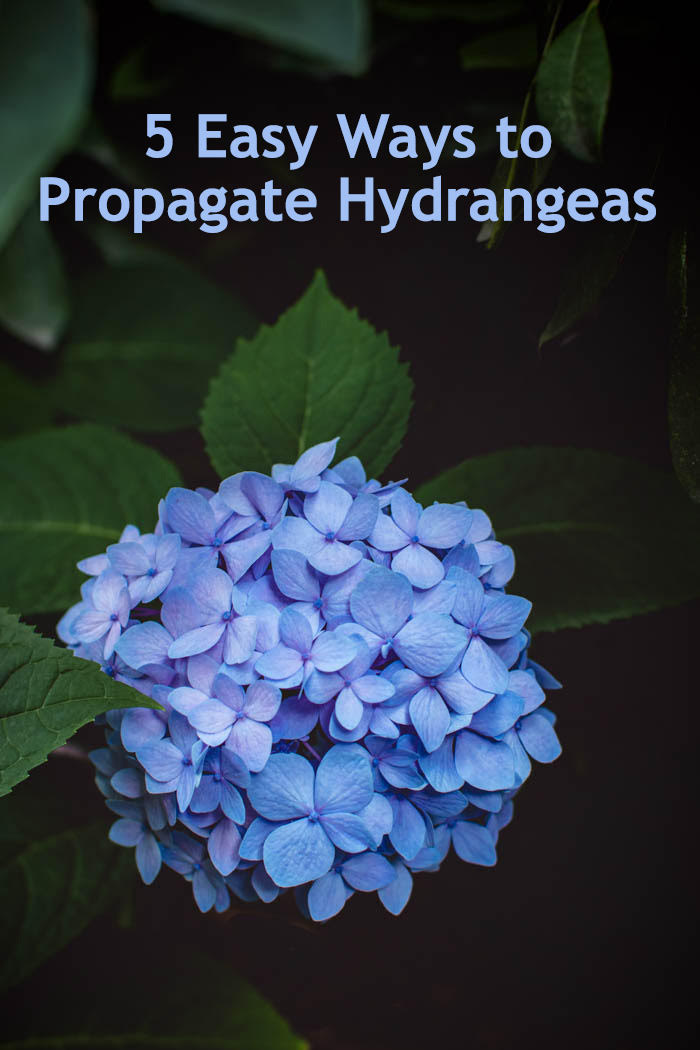 Hydrangea flower with the text 5 easy ways to propagate hydrangeas 