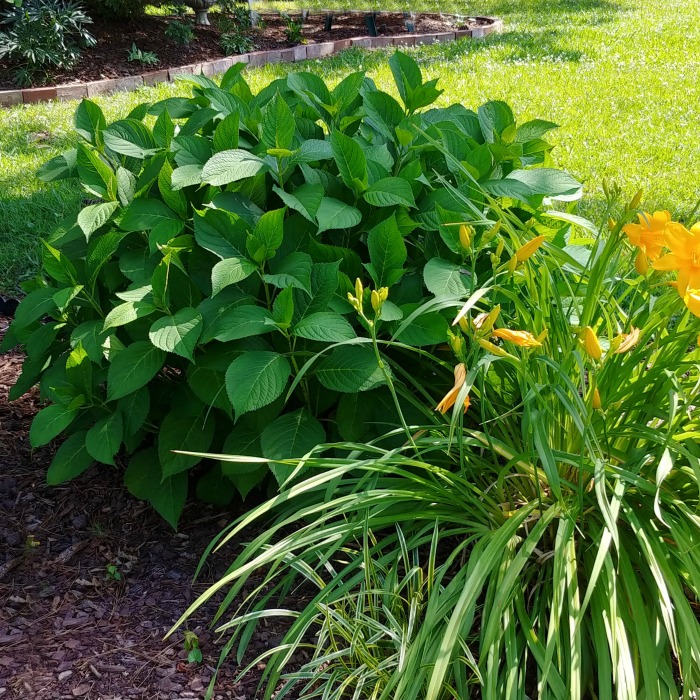 Propagating Hydrangeas – Hydrangea Cuttings, Tip Rooting, Layering, Division
