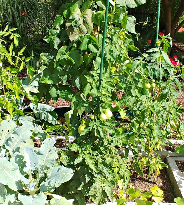 Indeterminate tomato plants