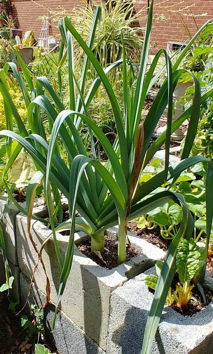 Leek plants in cinder block planters
