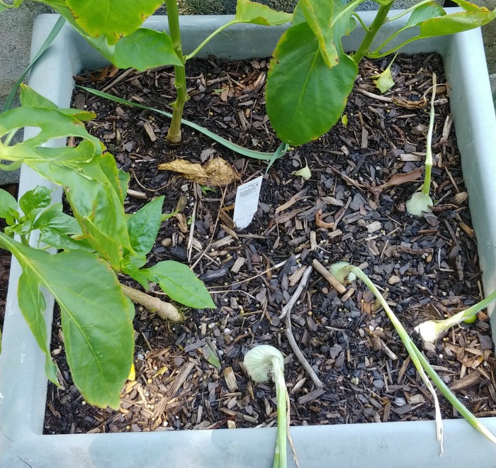 sweet peppers and onions make good companion plants