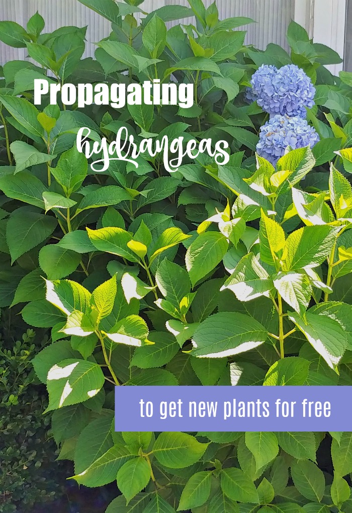 Propagating hydrangeas four ways to get new plants for free