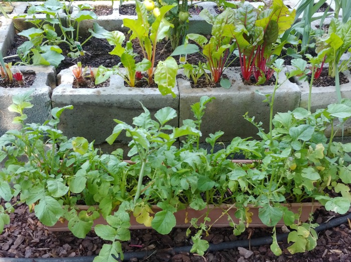 radishes in a long planter