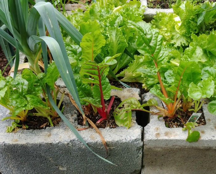 Swiss chard that has re-grown