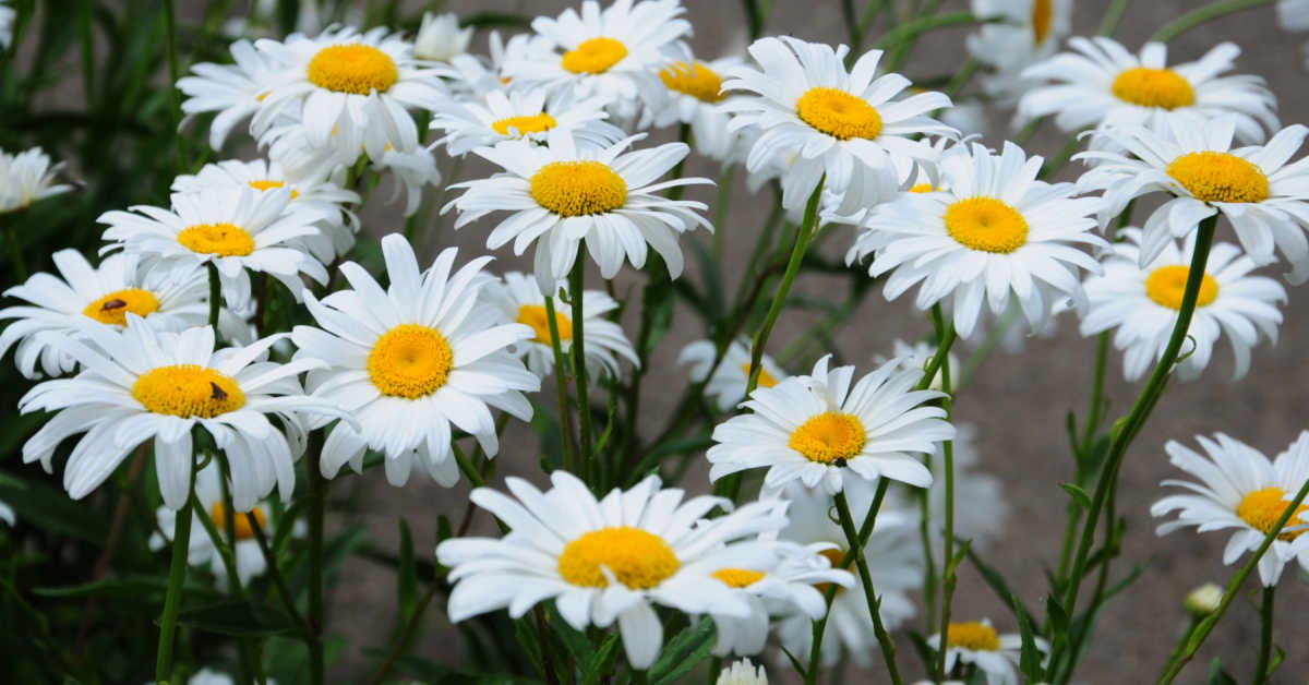 Becky shasta daisies in a field.