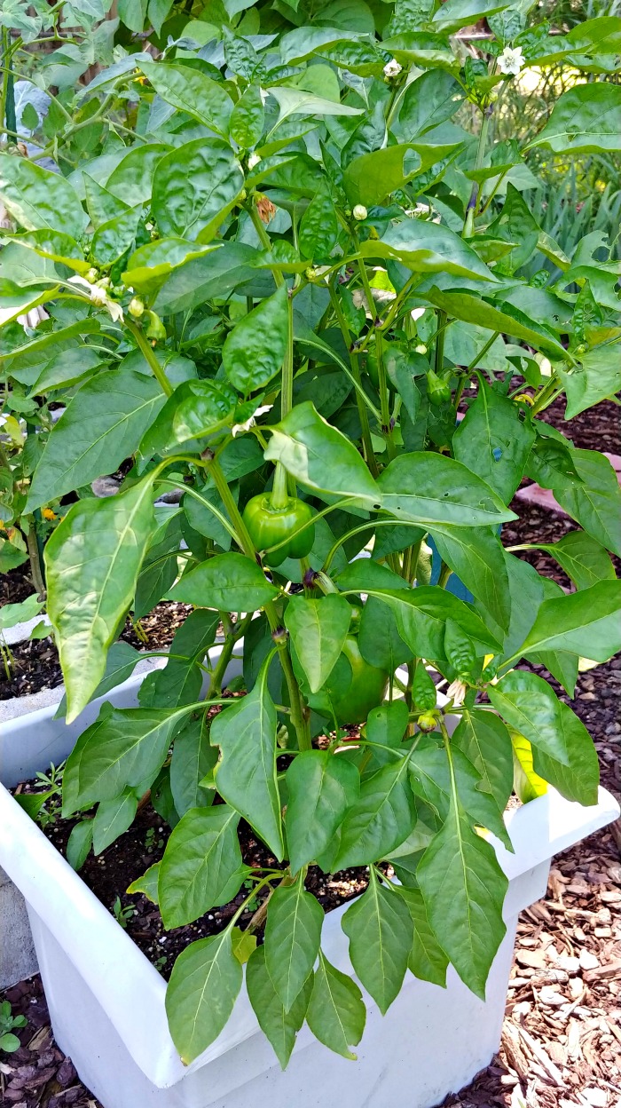 Planter with sweet peppers
