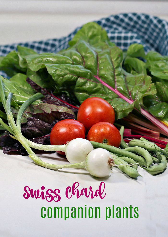 SWiss chard companion plants