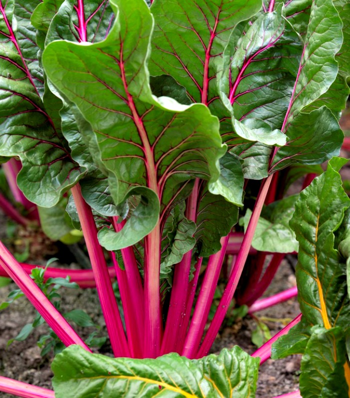 Swiss chard with red stems