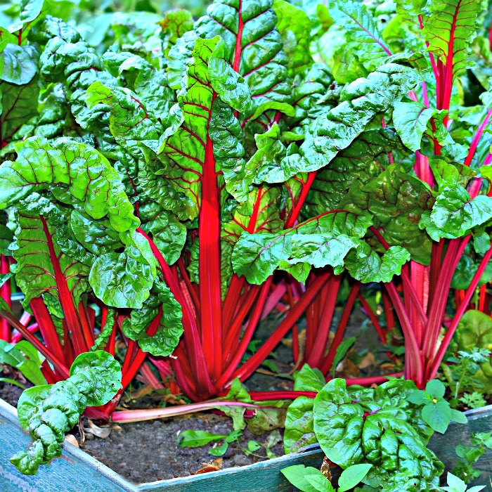 Growing Swiss chard in planters