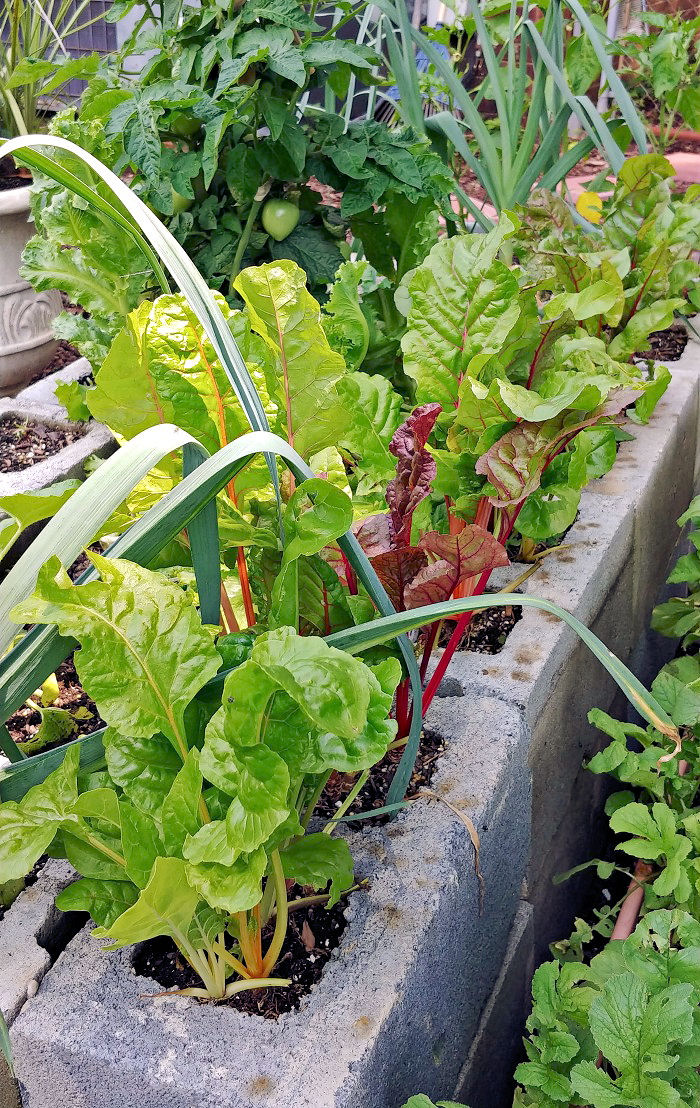 Swiss chard growing in a raised garden bed