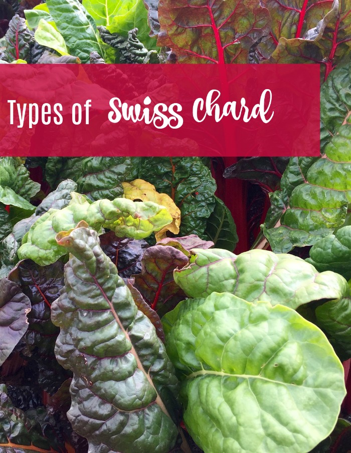 There are many types of Swiss chard