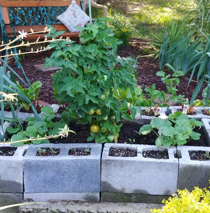 tomatoes and melons in a raised bed for garden vegetables