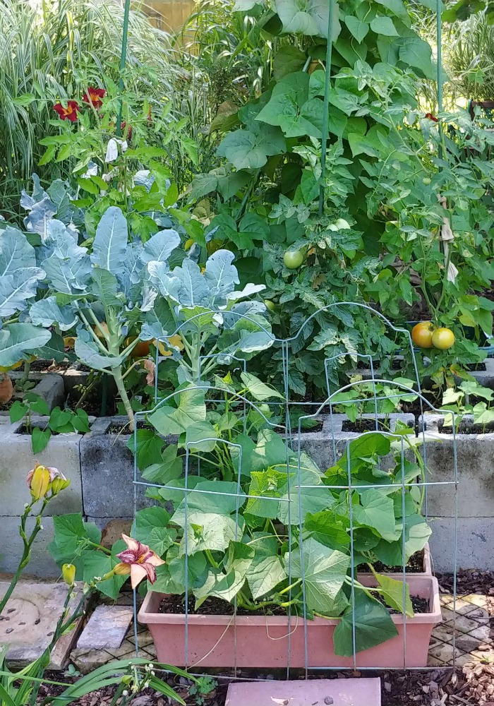 Vegetable garden in planters