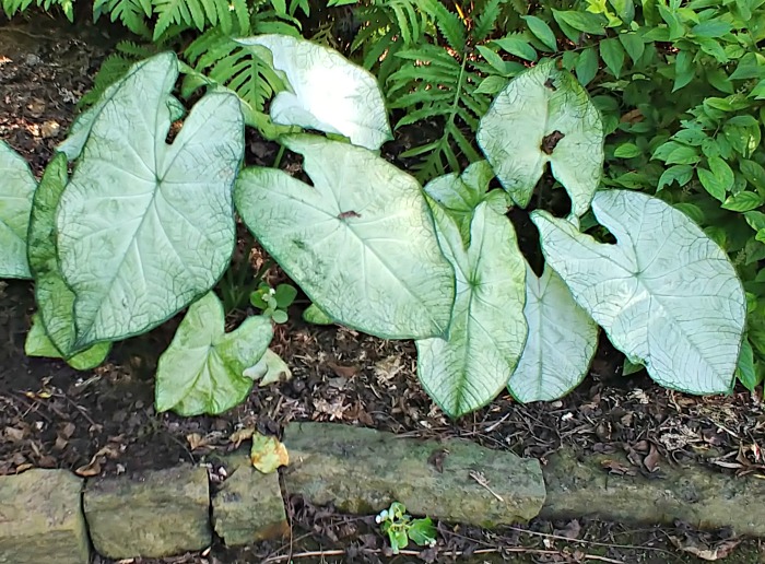 White caladiums