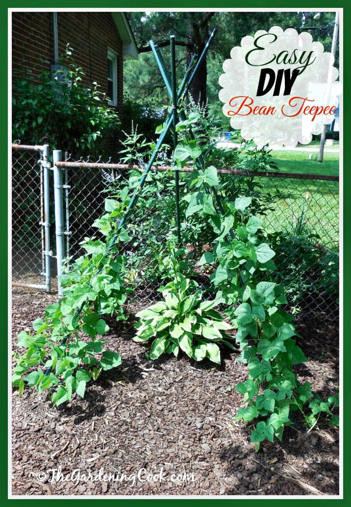 DIY Garden Ideas on a budget - Do it yourself bean teepee