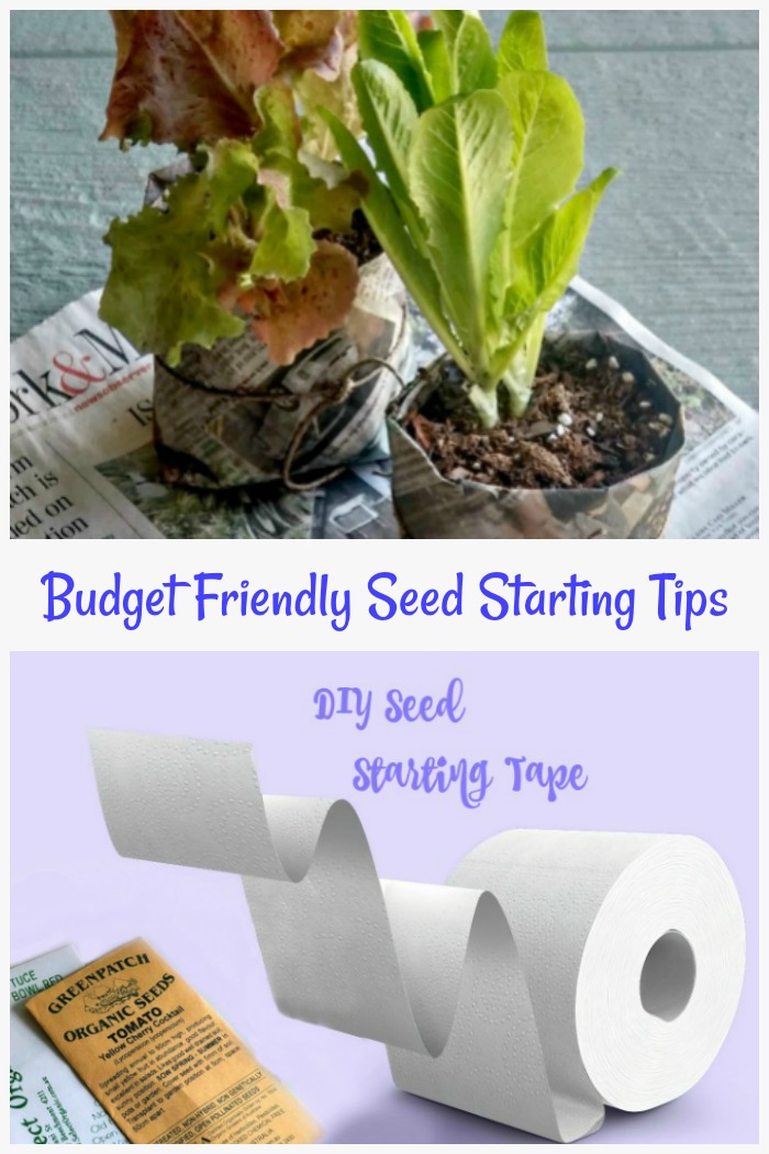 budget Friendly seed starting tips