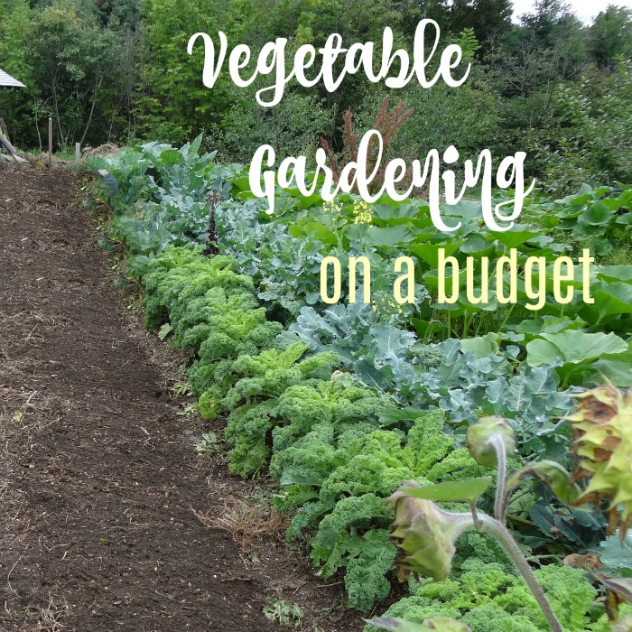 DIY Garden Ideas on a Budget – 30+ Inexpensive Vegetable Garden Hacks