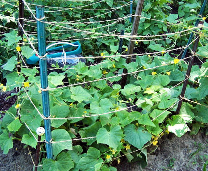 DIY Garden Ideas on a budget - Make your own cucumber trellis for climbing vines