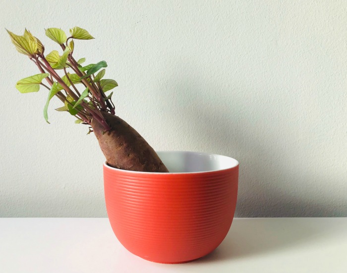 Sweet potato plant for decoration.