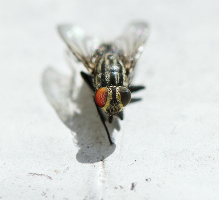 Close up of a fly on a white background.