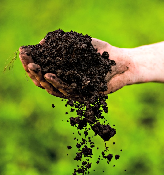 hand holding soil.