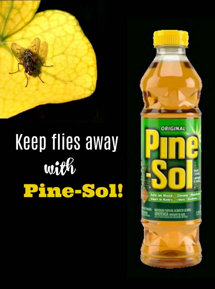 Fly on a leaf and bottle of Pine Sol with words Keep flies away with Pine-Sol!