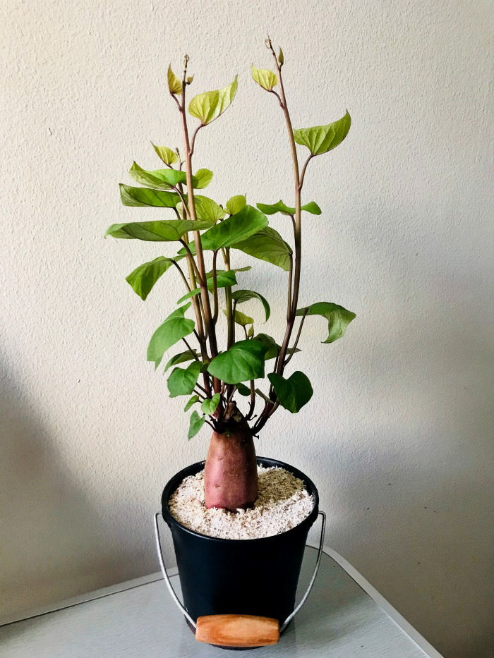 Planted sweet potato in a black bucket.