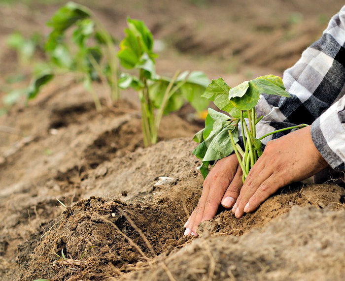 Planting sweet potatoes in soil
