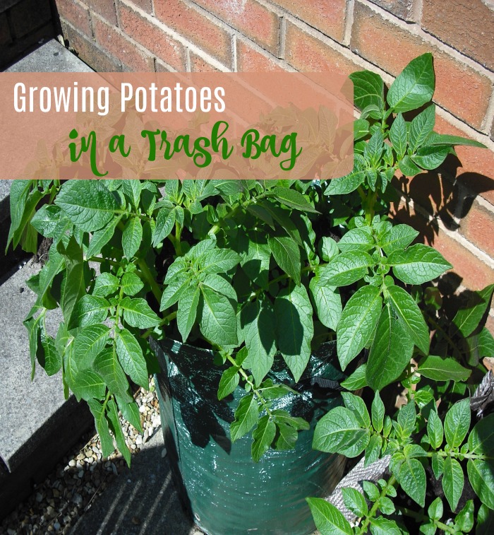 Growing Potatoes in a Trash Bag
