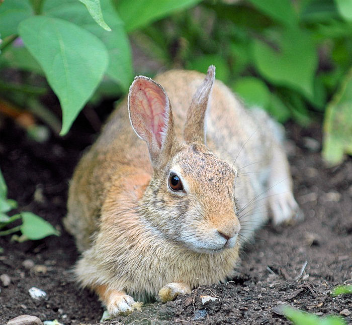 Rabbit sitting in the garden