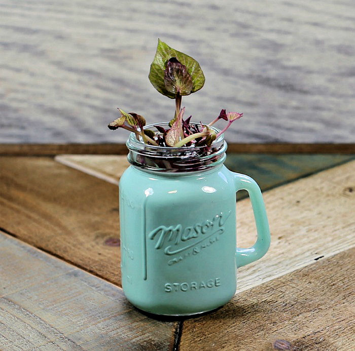 sweet potato slips in a small green Mason jar.