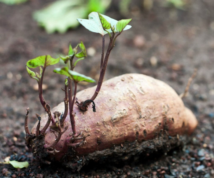 Sweet potato with several vines on it