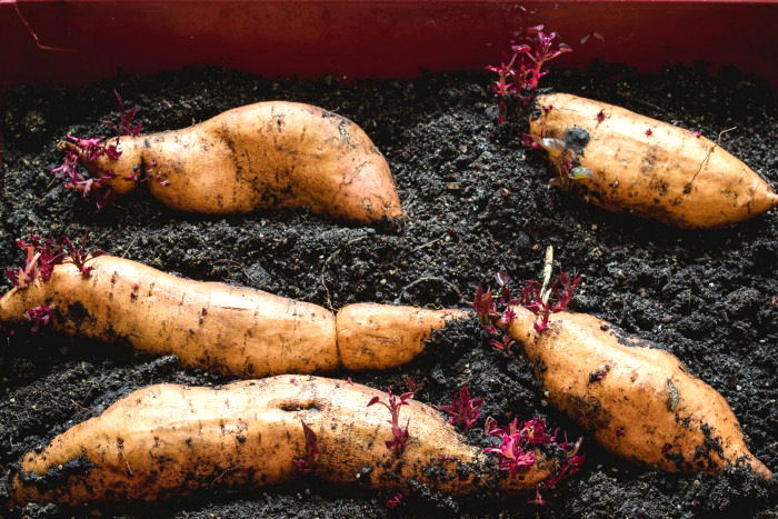 Sweet potatoes in soil with slips growing.