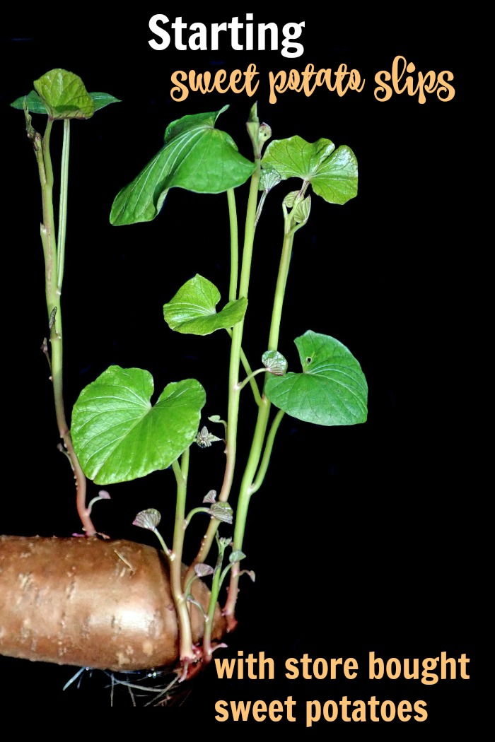 Starting sweet potato slips from store bought sweet potatoes