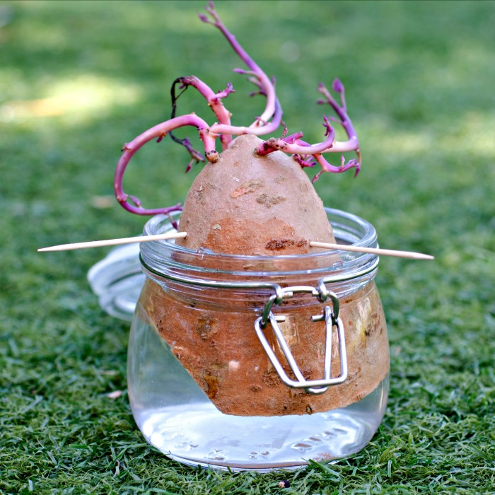 Starting Sweet Potato Slips – How to Grow Sweet Potatoes From the Store