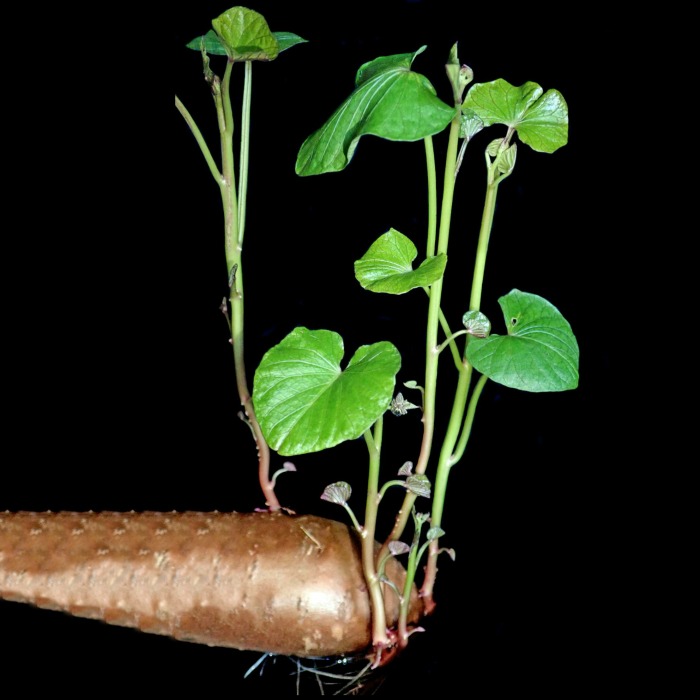 Sprouted sweet potato