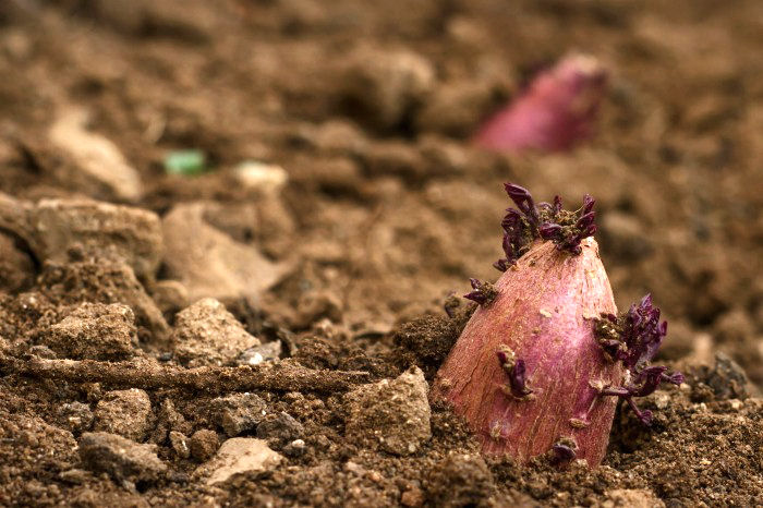 Planted whole sweet potatoes with sprouts in soil.