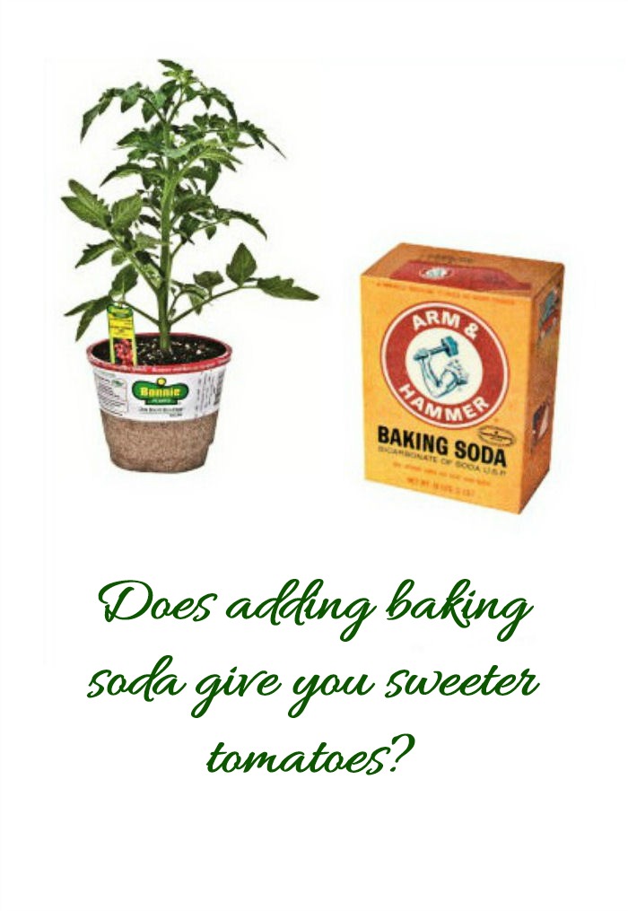 Will baking soda sweeten your tomatoes? Find out on the Gardening Cook.