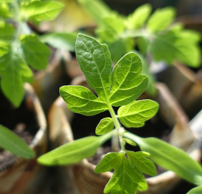 Tomato plants in newspaper pots