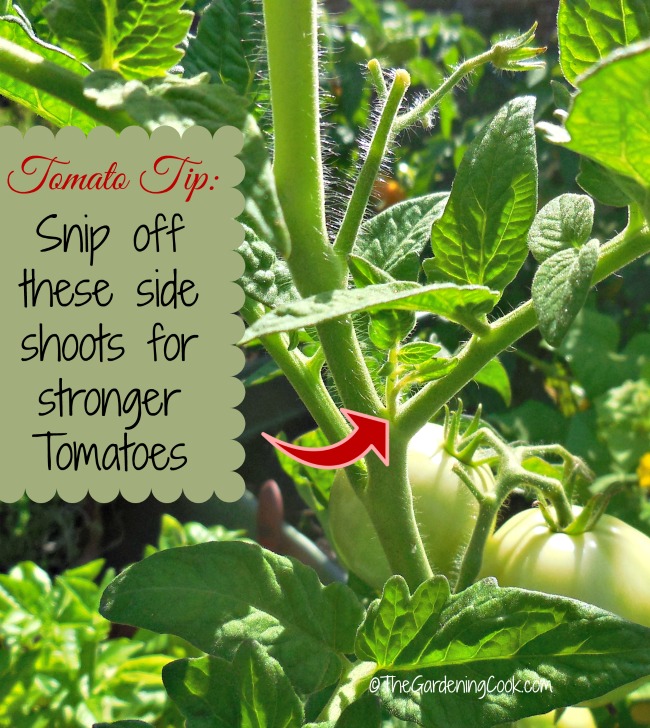 Pinch out side shoots on tomatoes for sturdier plants