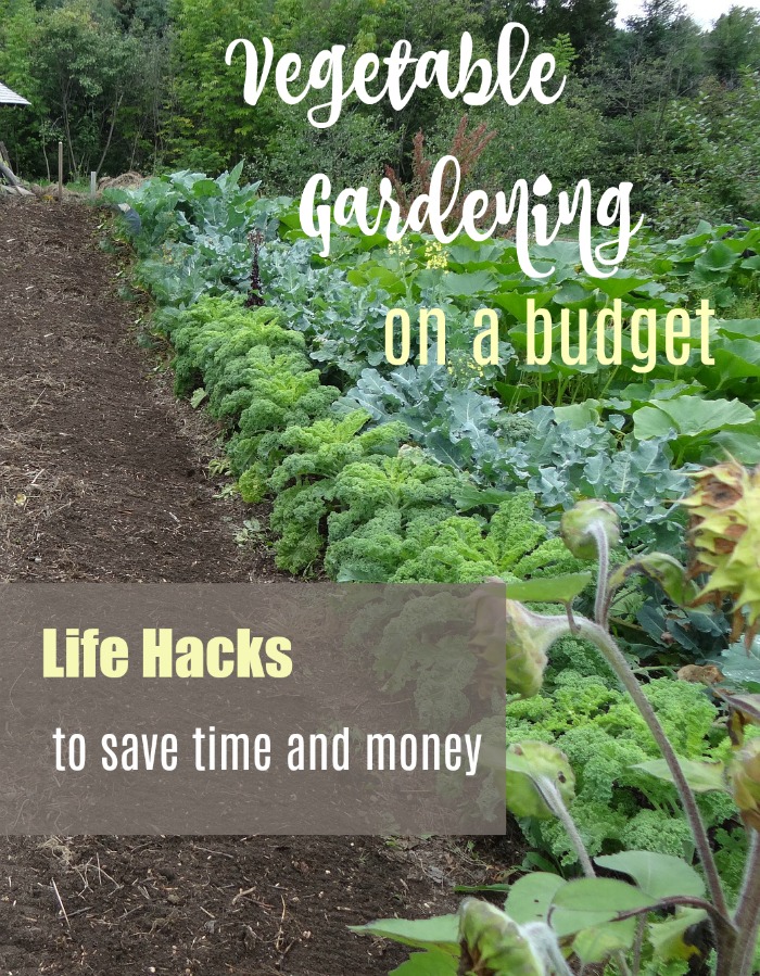 Vegetable gardening on a budget